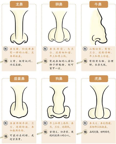 鼻子面向|面相入门